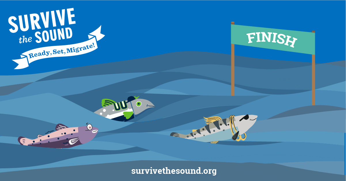 Survive the Sound: Ready, Set, Migrate!